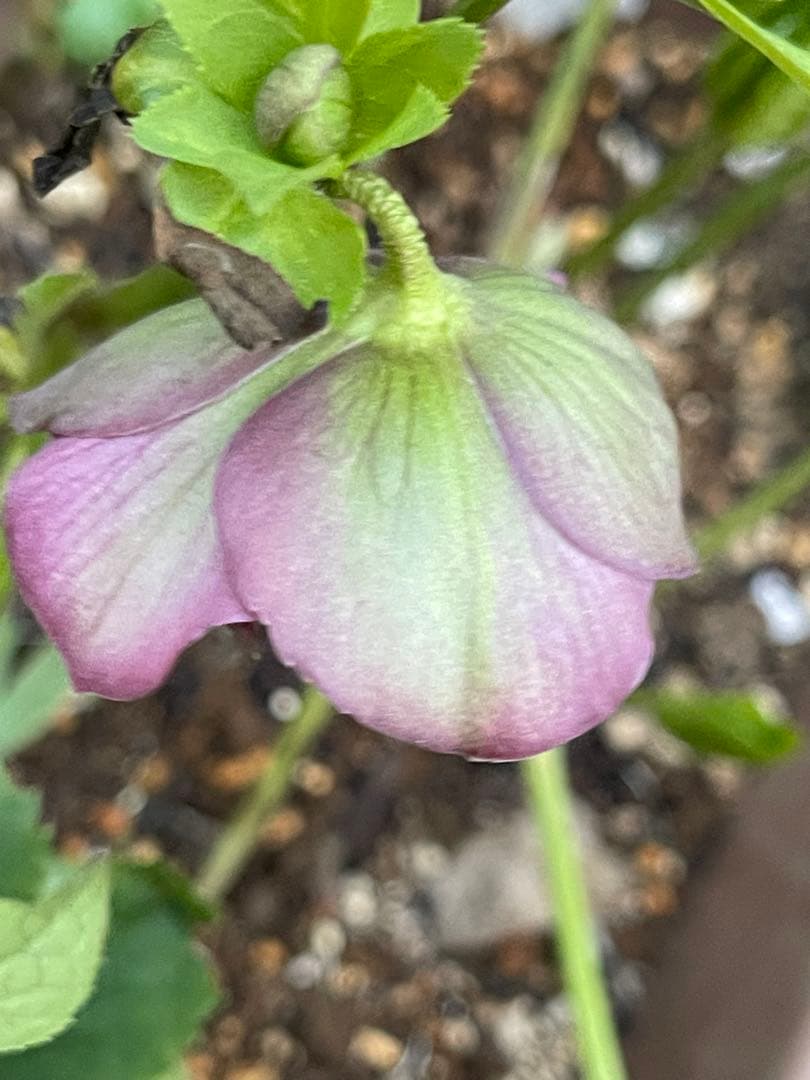 クリスマスローズ❣️30 確認用と おまけの苗の様子♪