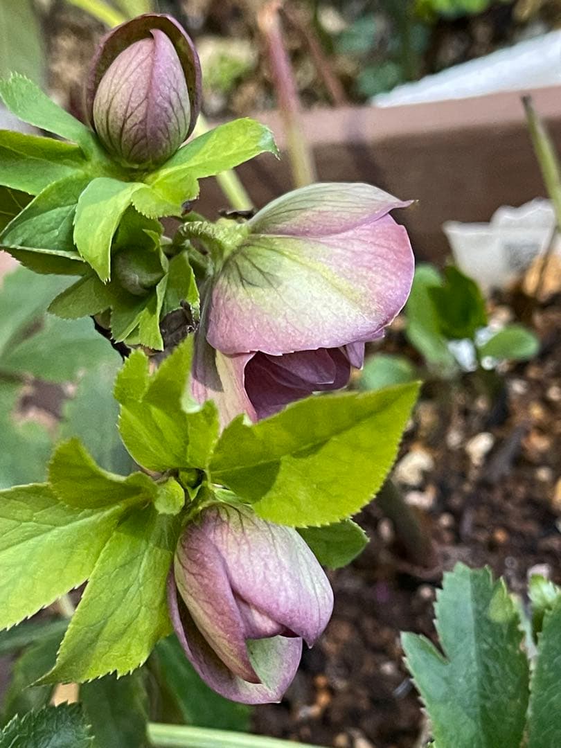 クリスマスローズ❣️30 確認用と おまけの苗の様子♪