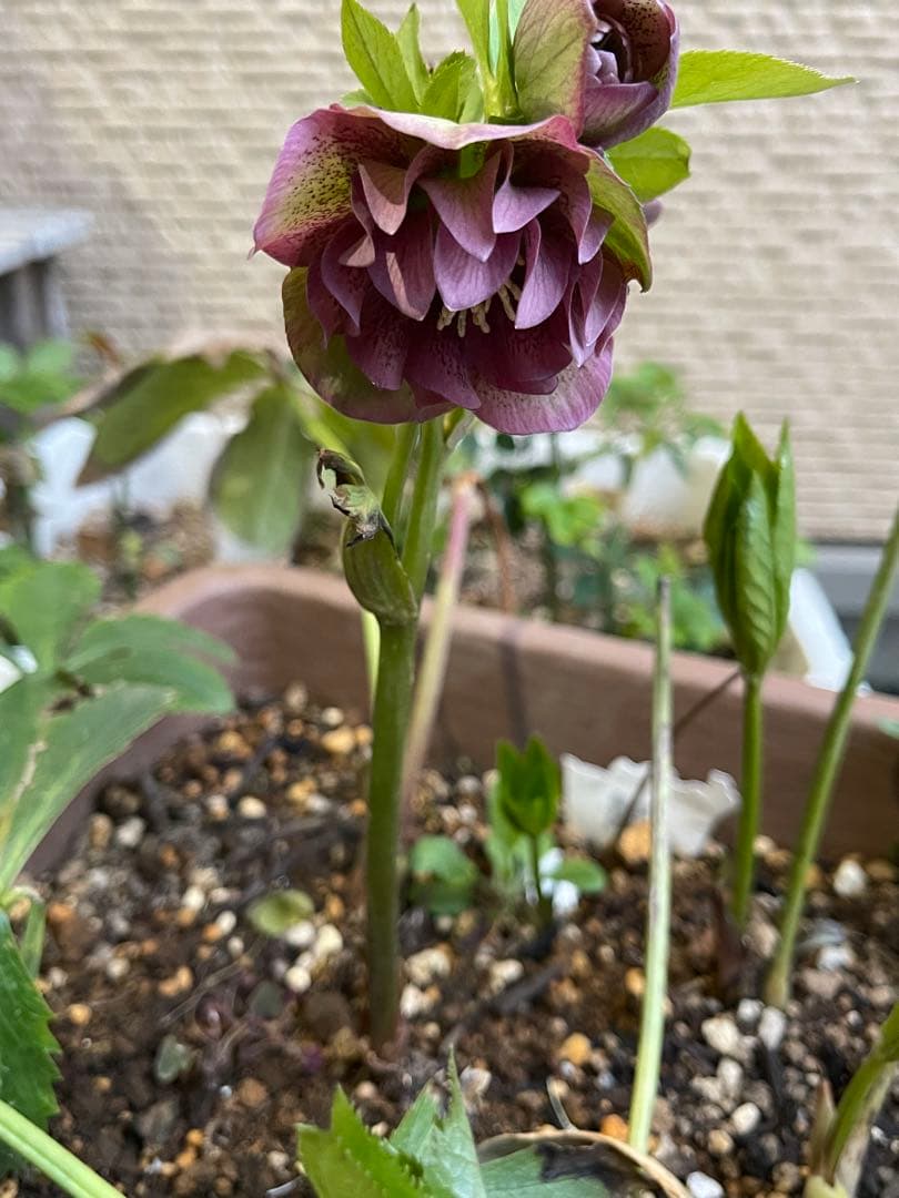 クリスマスローズ❣️30 確認用と おまけの苗の様子♪