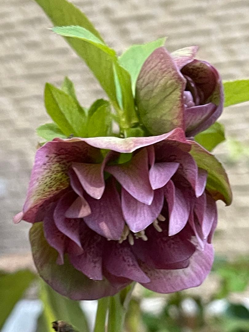 クリスマスローズ❣️30 確認用と おまけの苗の様子♪