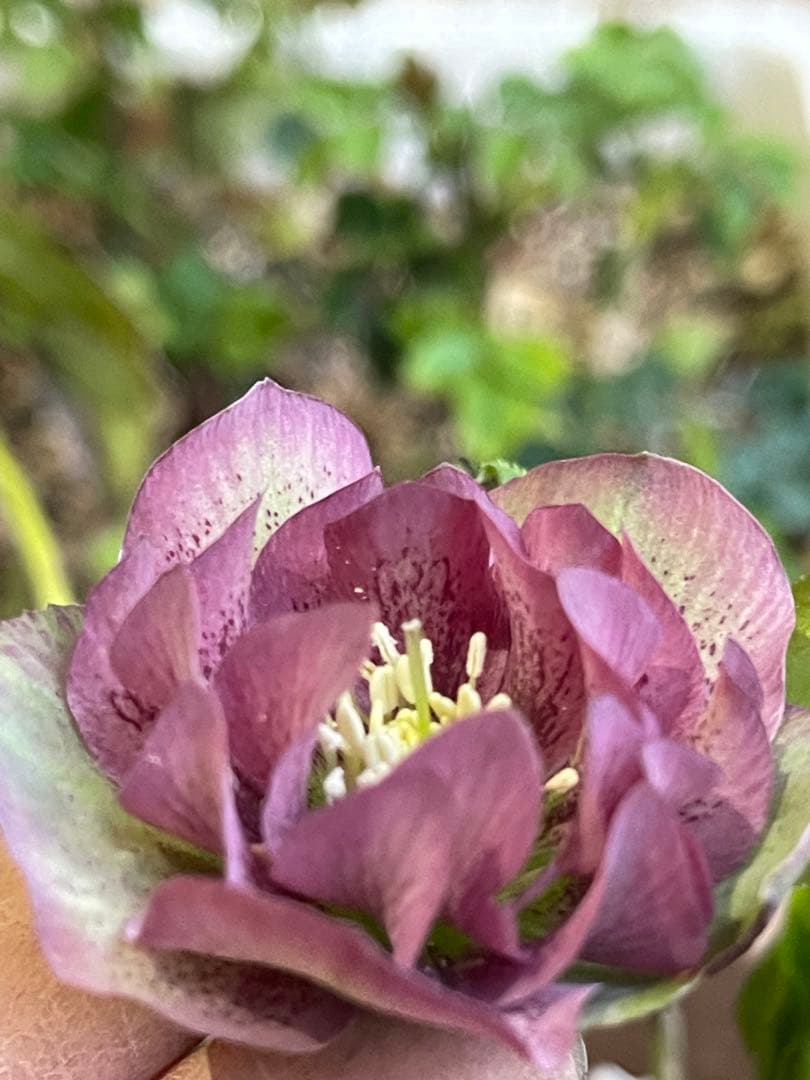 クリスマスローズ❣️30 確認用と おまけの苗の様子♪