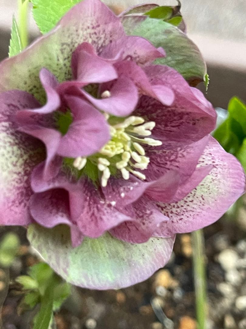 クリスマスローズ❣️30 確認用と おまけの苗の様子♪