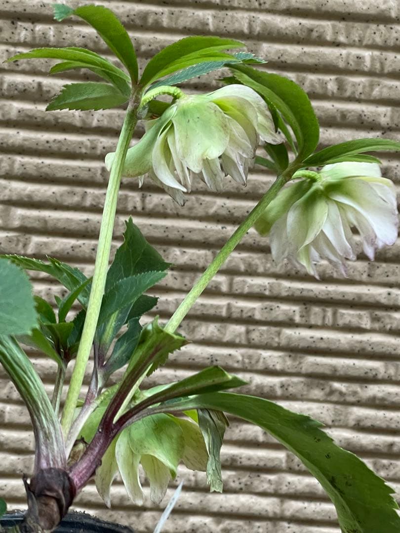 クリスマスローズ❣️30 確認用と おまけの苗の様子♪