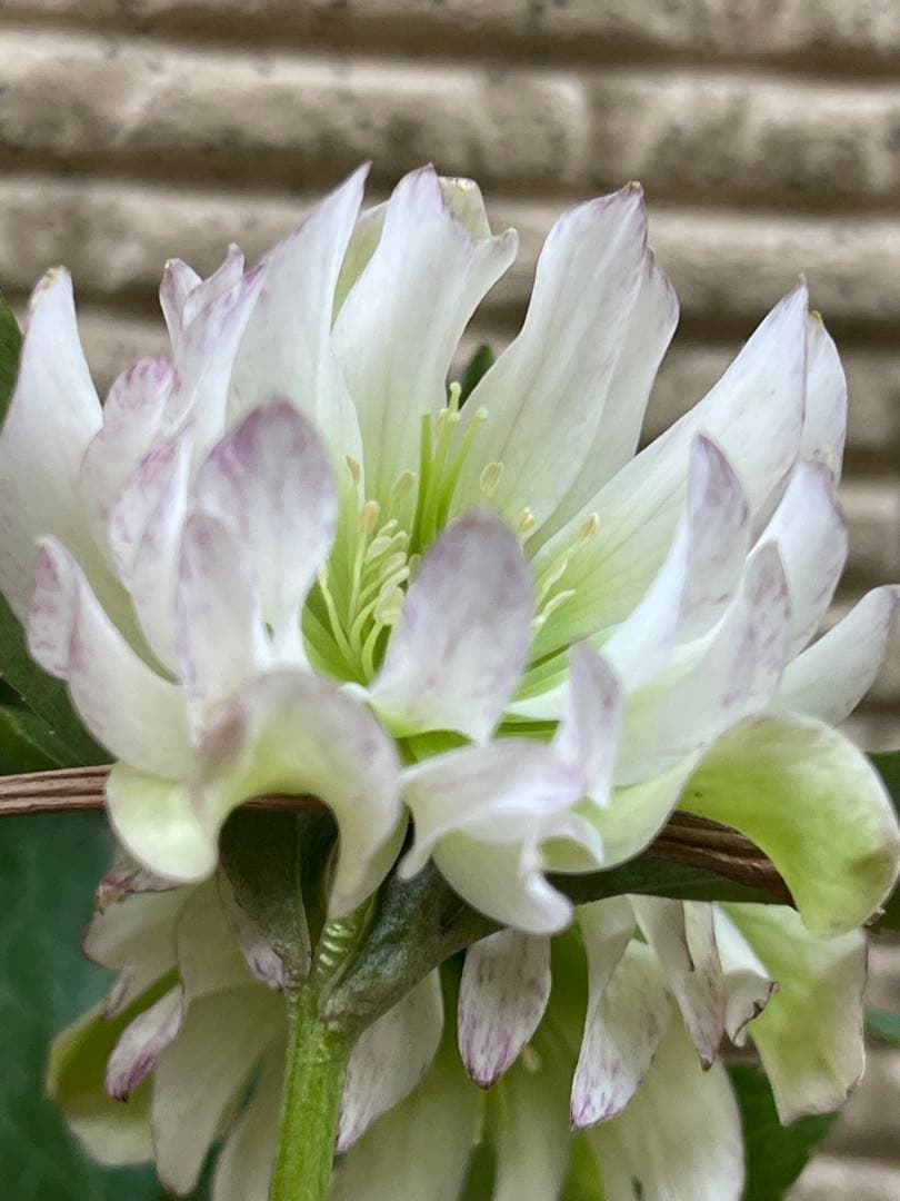 クリスマスローズ❣️30 確認用と おまけの苗の様子♪