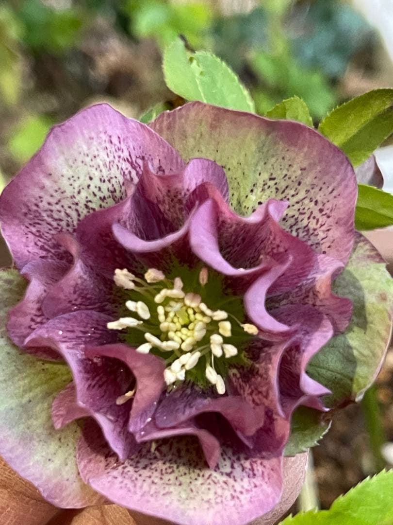 クリスマスローズ❣️30 確認用と おまけの苗の様子♪