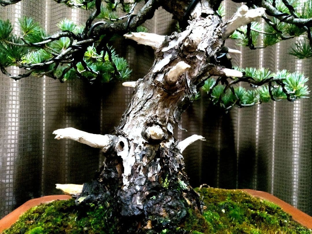 【中品　五葉松盆栽】　　　　　　⭕憲様…専用❗