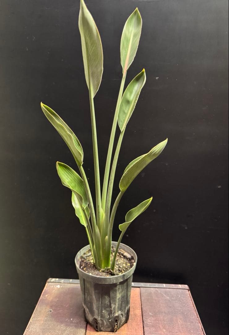 希少》ストレリチア ユンケア ノンリーフ 観葉植物 781