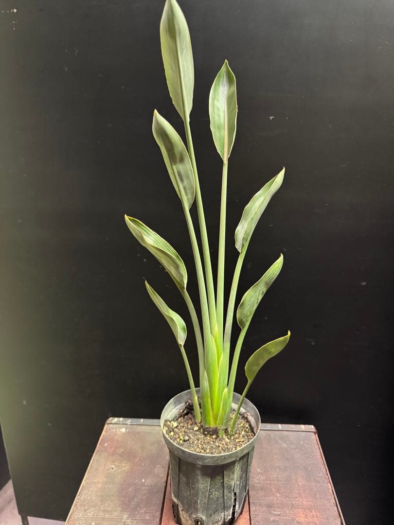 希少》ストレリチア ユンケア ノンリーフ 観葉植物 781