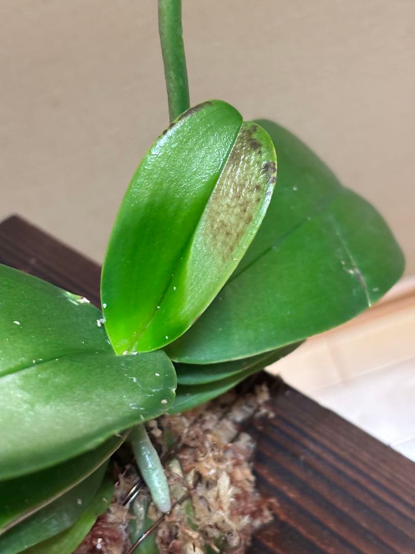 【訳あり2点セット】スーパーゼブラ ‘84’＋アマビリス（日焼け）（焼杉板着生）