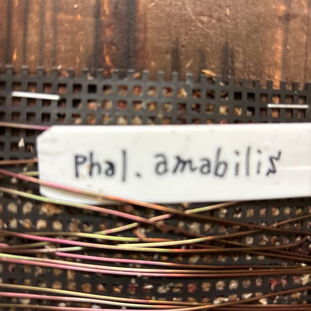 【訳あり2点セット】スーパーゼブラ ‘84’＋アマビリス（日焼け）（焼杉板着生）