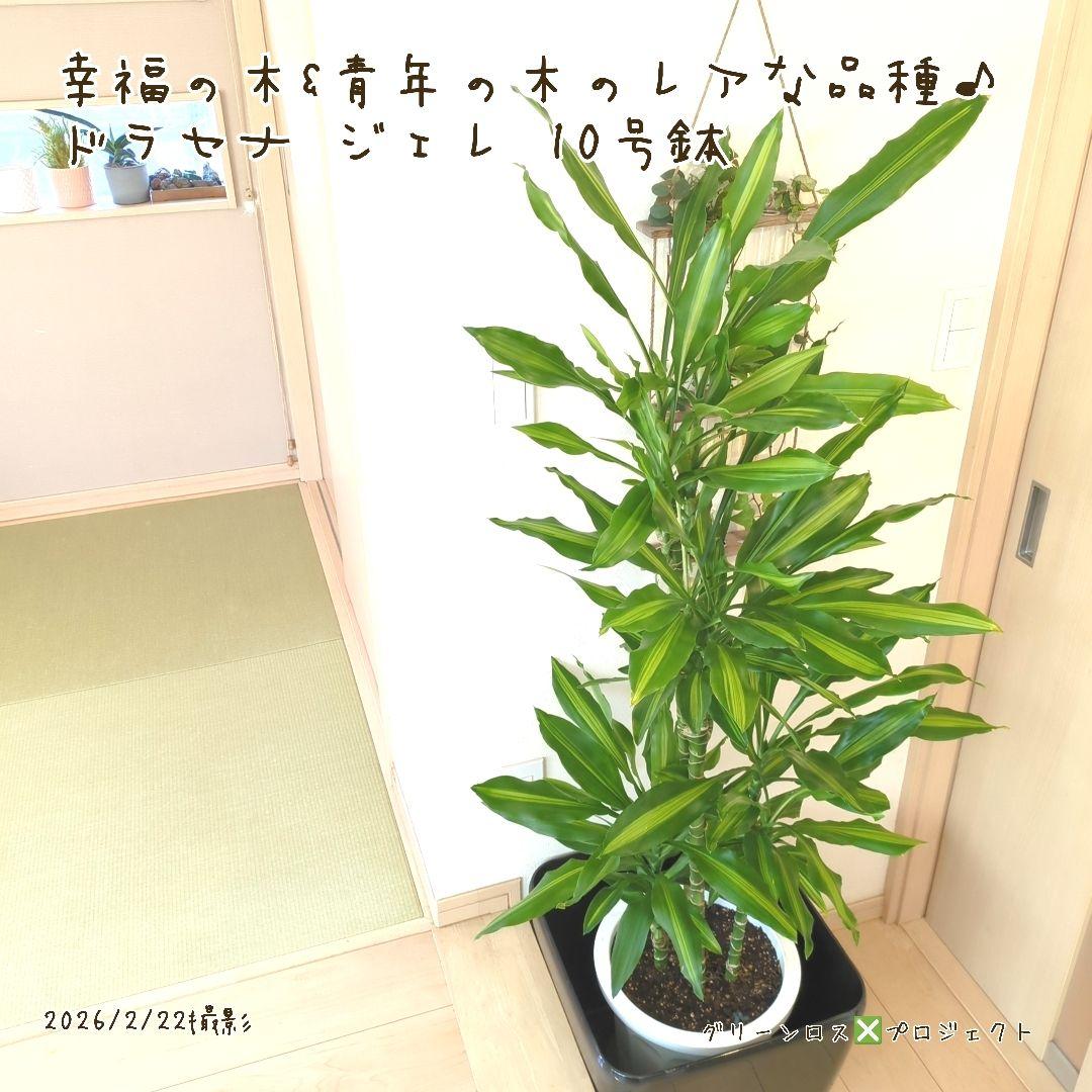 【B級品/大型観葉植物】幸福の木&青年の木のレアな品種♪ドラセナジェレ 10号鉢