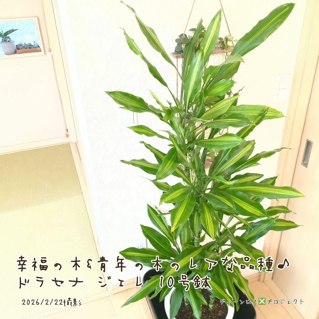 【B級品/大型観葉植物】幸福の木&青年の木のレアな品種♪ドラセナジェレ 10号鉢