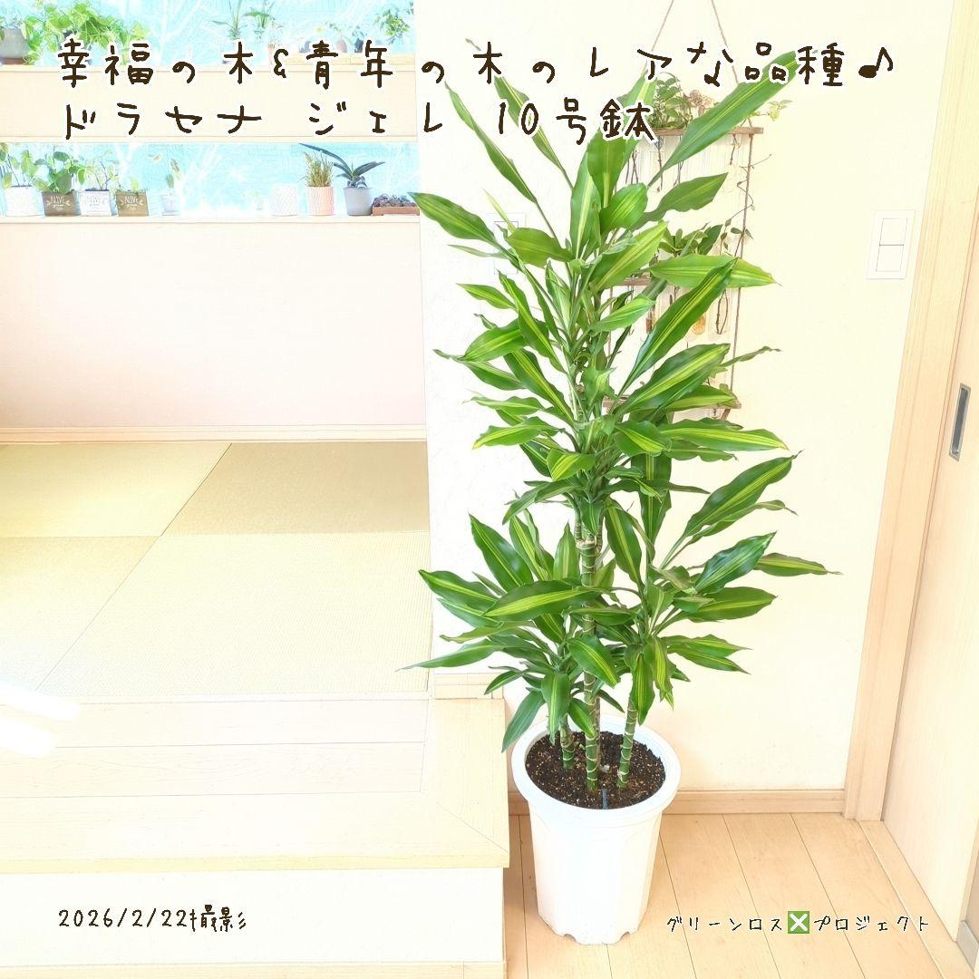 【B級品/大型観葉植物】幸福の木&青年の木のレアな品種♪ドラセナジェレ 10号鉢