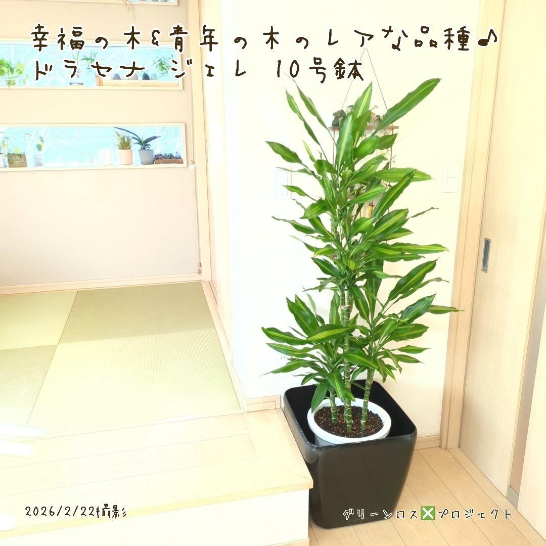 【B級品/大型観葉植物】幸福の木&青年の木のレアな品種♪ドラセナジェレ 10号鉢