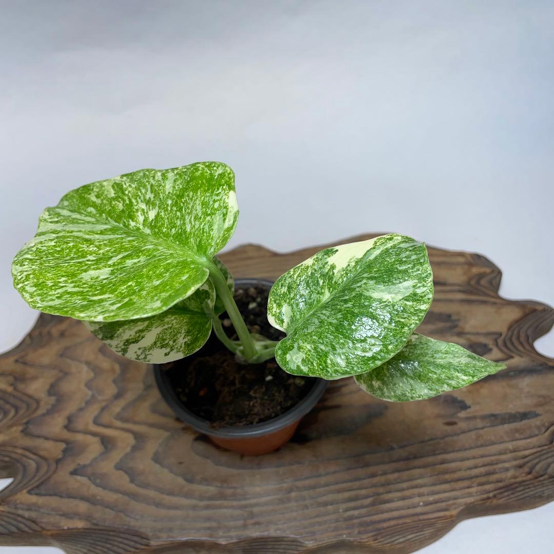 ぴ*く様 A150モンステラ　デリシオーサ　レガシー　斑入り