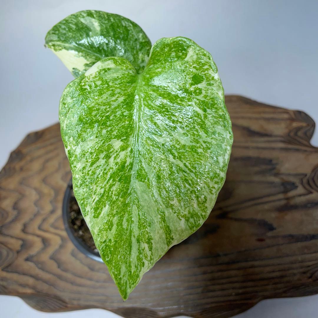 ぴ*く様 A150モンステラ　デリシオーサ　レガシー　斑入り