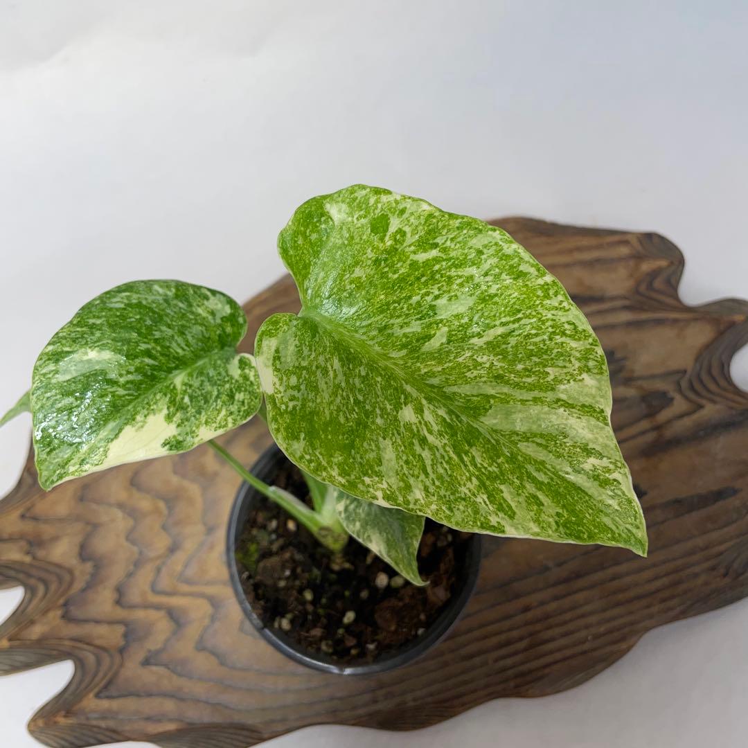 ぴ*く様 A150モンステラ　デリシオーサ　レガシー　斑入り