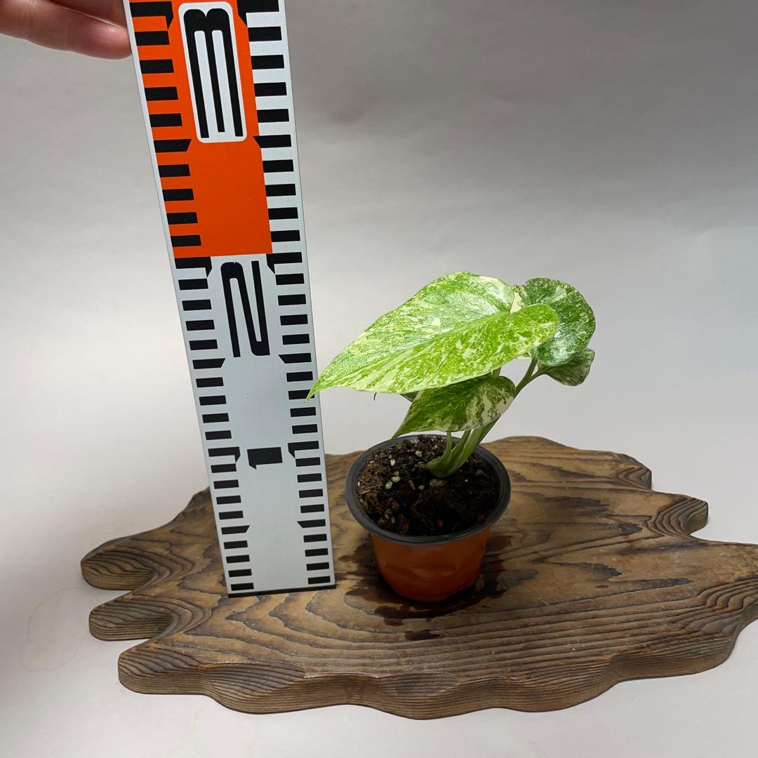 ぴ*く様 A150モンステラ　デリシオーサ　レガシー　斑入り