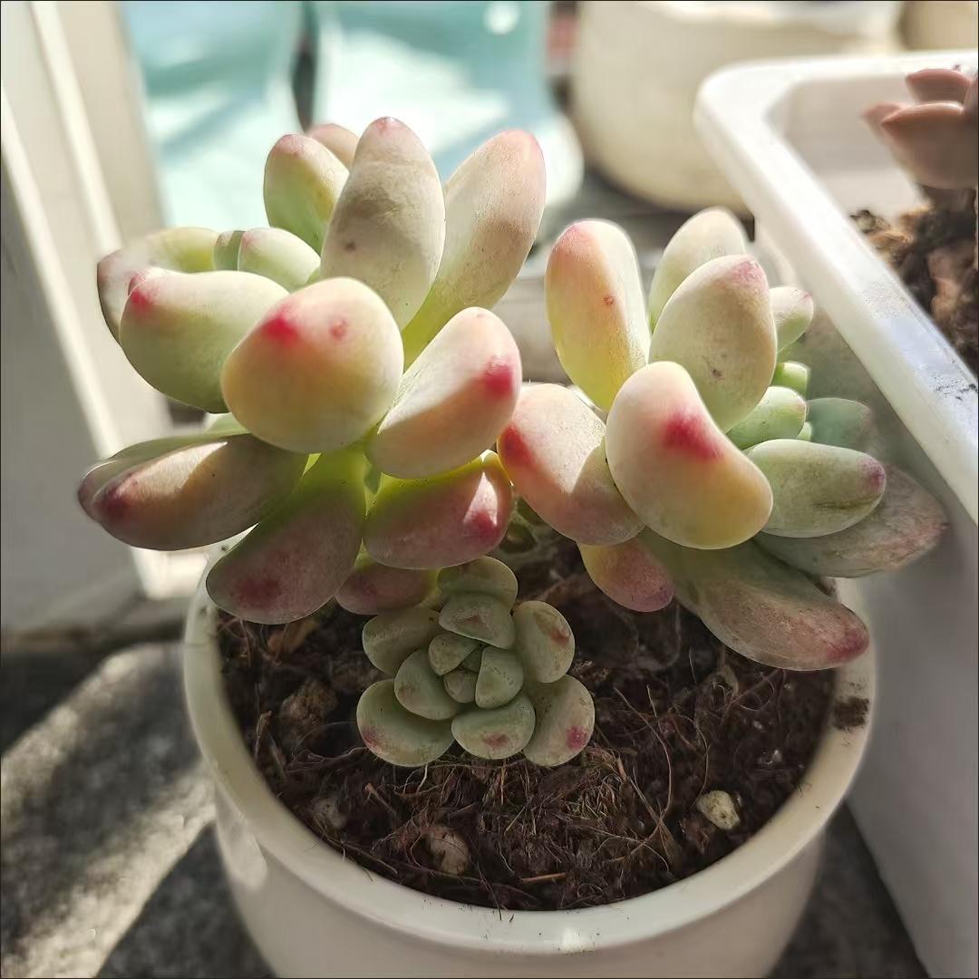 多肉植物セット グレー・緑・赤