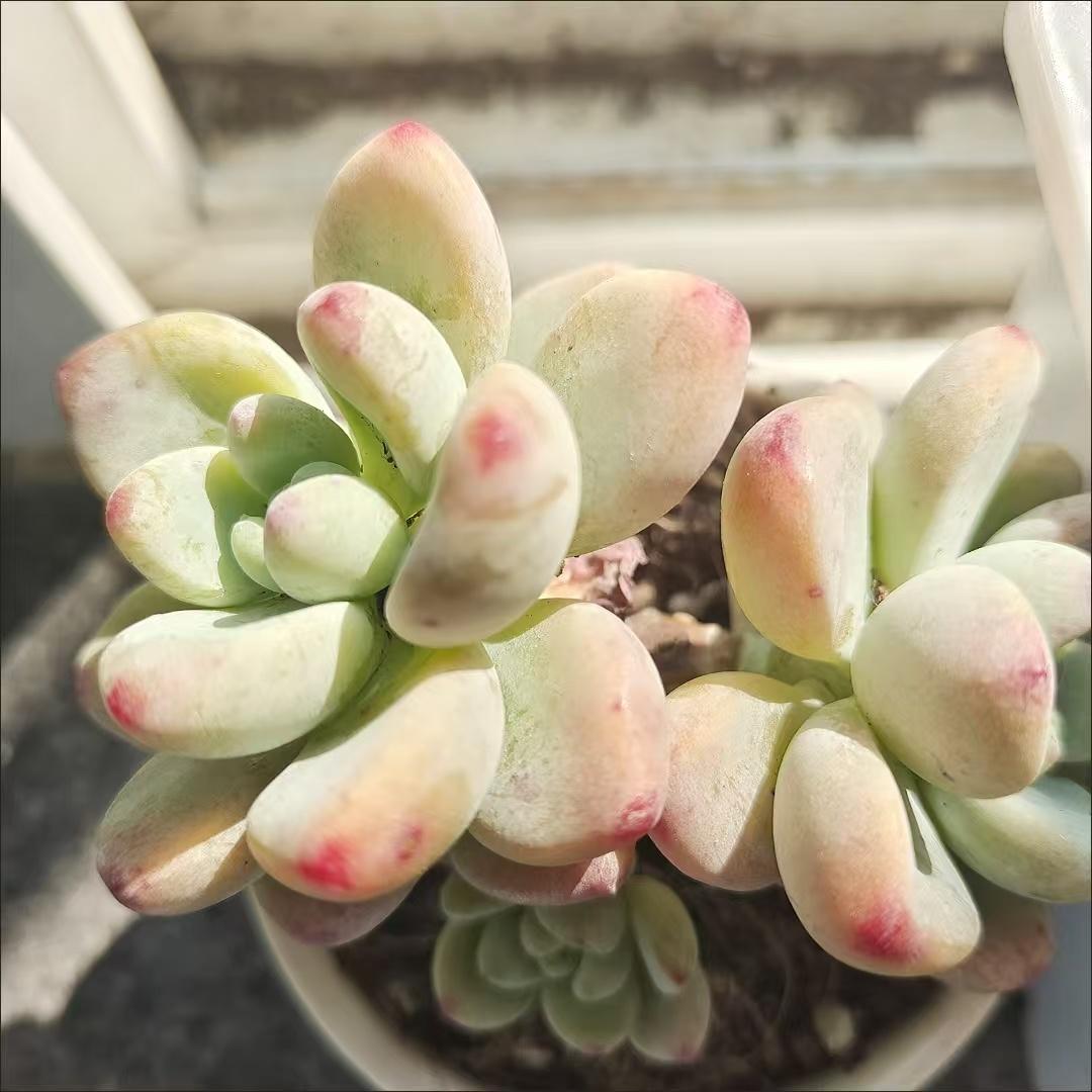 多肉植物セット グレー・緑・赤