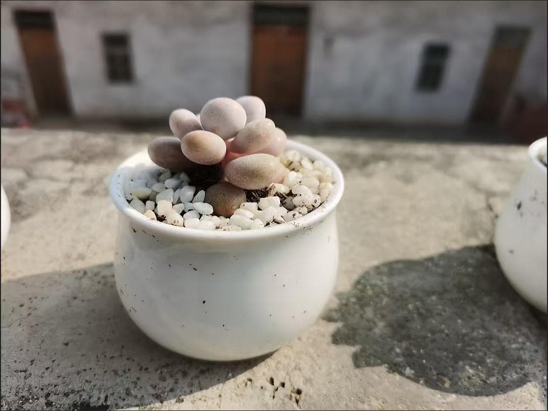 多肉植物セット グレー・緑・赤