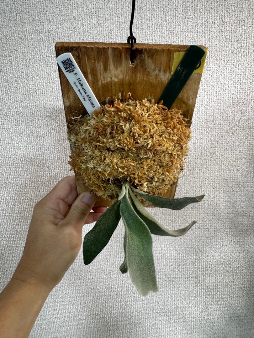 ② P. Hakuna Matata ハクナマタタ　ビカクシダ F301 OC