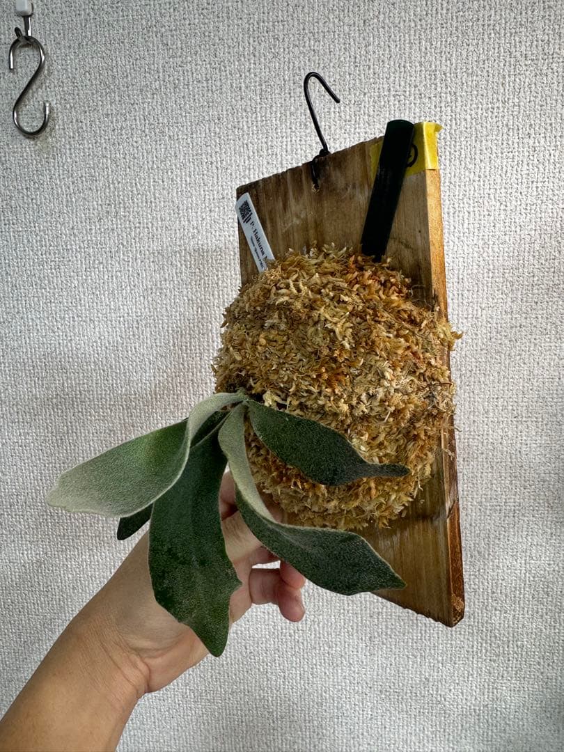 ② P. Hakuna Matata ハクナマタタ　ビカクシダ F301 OC