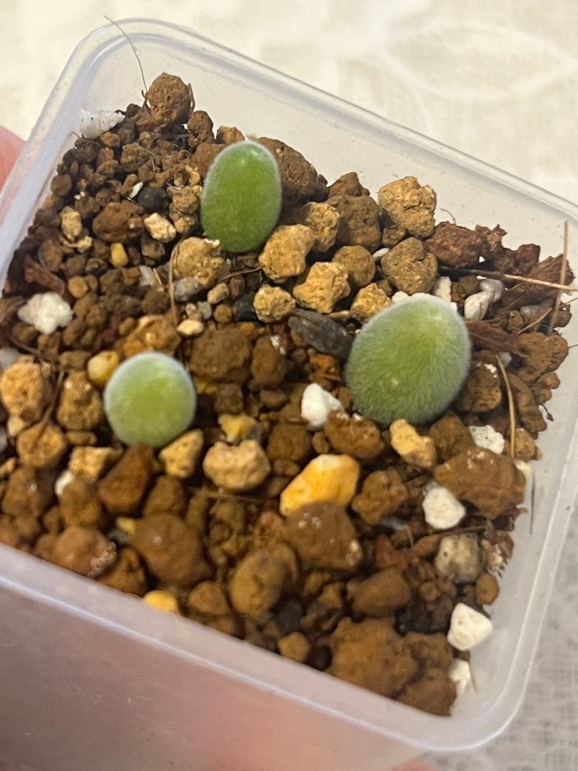 ムイリア ホルテンセ　宝輝玉　実生苗セット