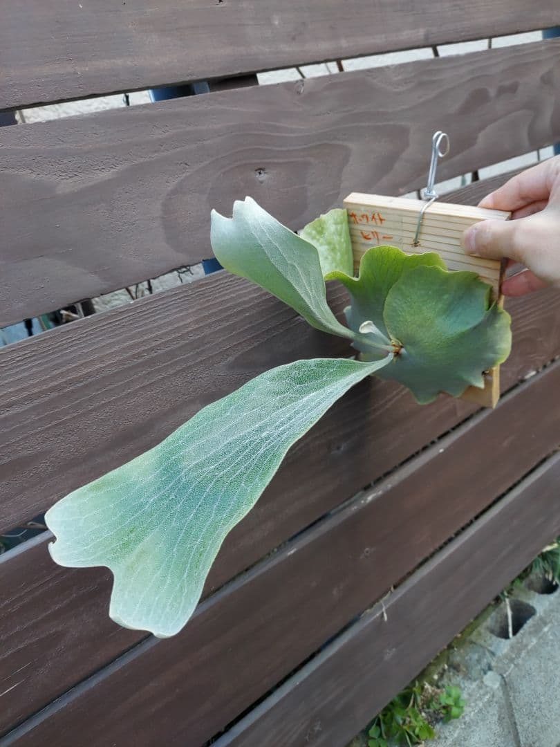 白hillii　胞子培養　ビカクシダ　コウモリラン