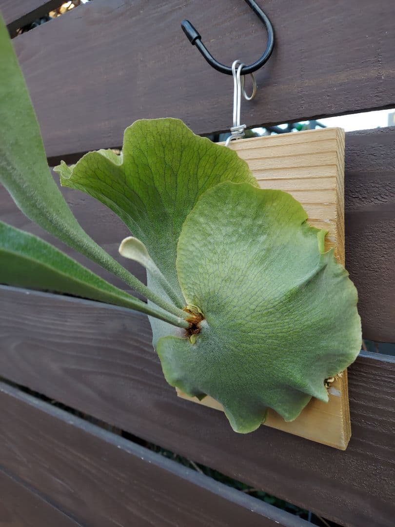 白hillii　胞子培養　ビカクシダ　コウモリラン