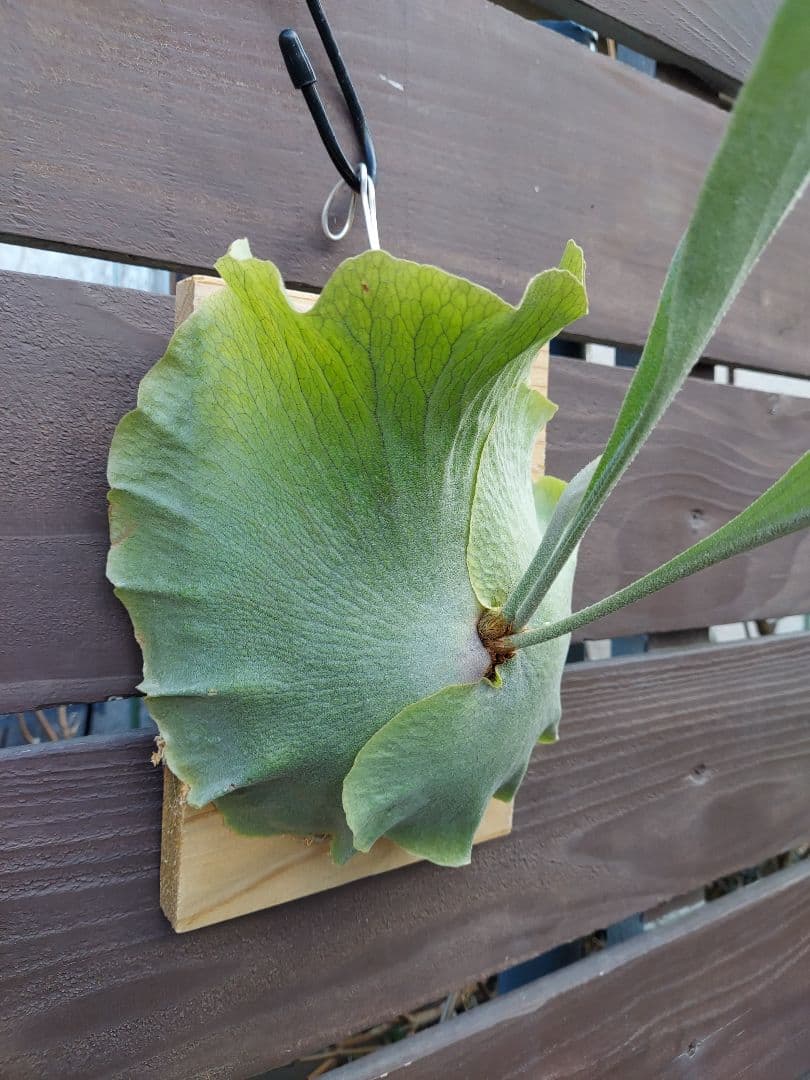 白hillii　胞子培養　ビカクシダ　コウモリラン