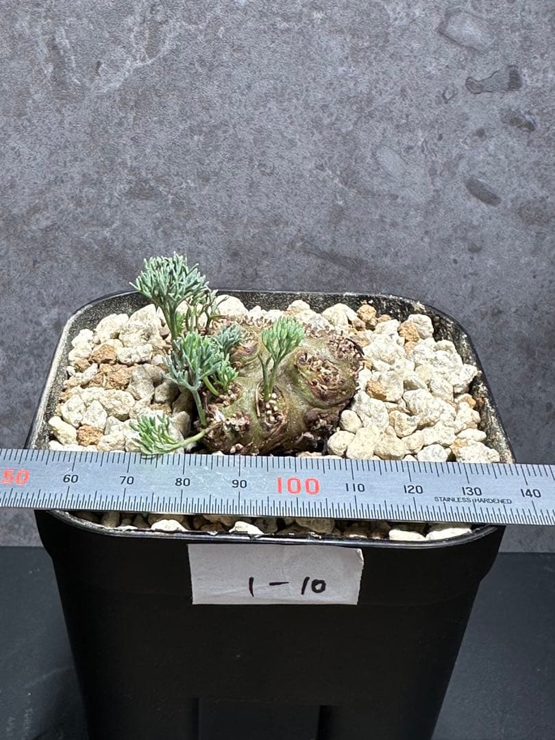 モンソニア　ペニクリナム　実生　サルコカウロン　ペニクリナ　冬型塊根植物