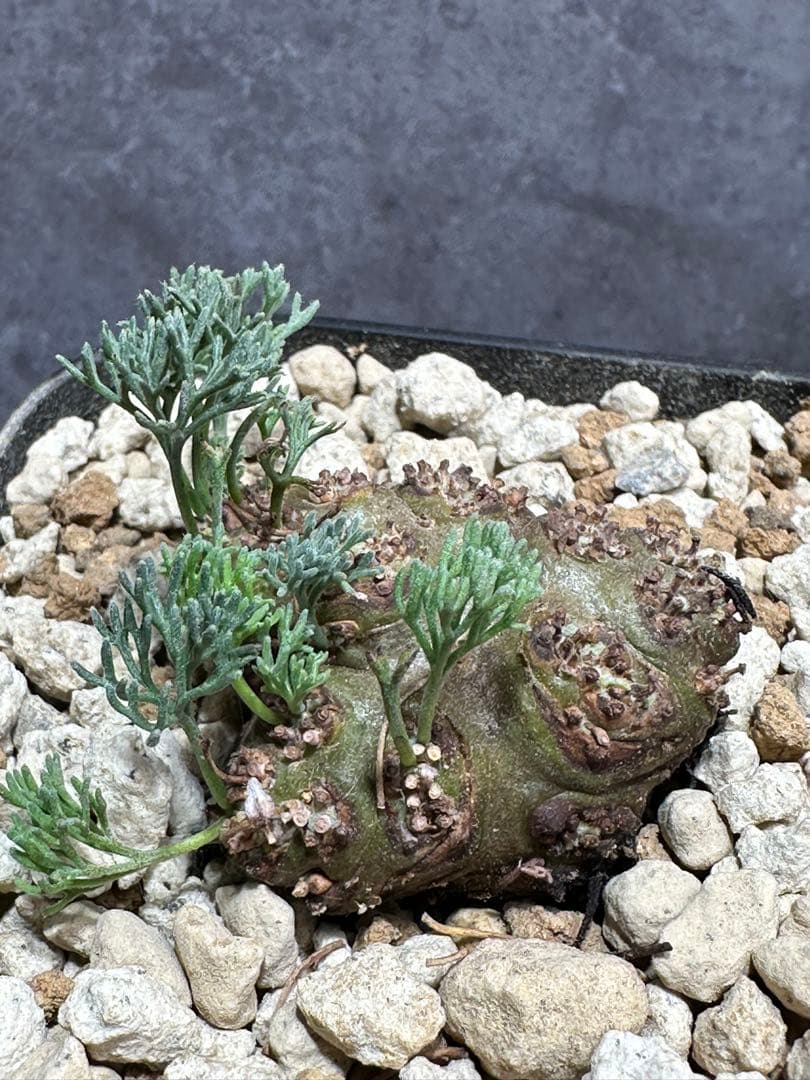 モンソニア　ペニクリナム　実生　サルコカウロン　ペニクリナ　冬型塊根植物