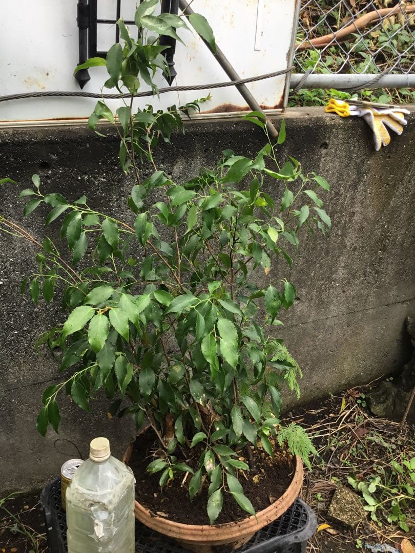 ※ハイノキ　90センチ※