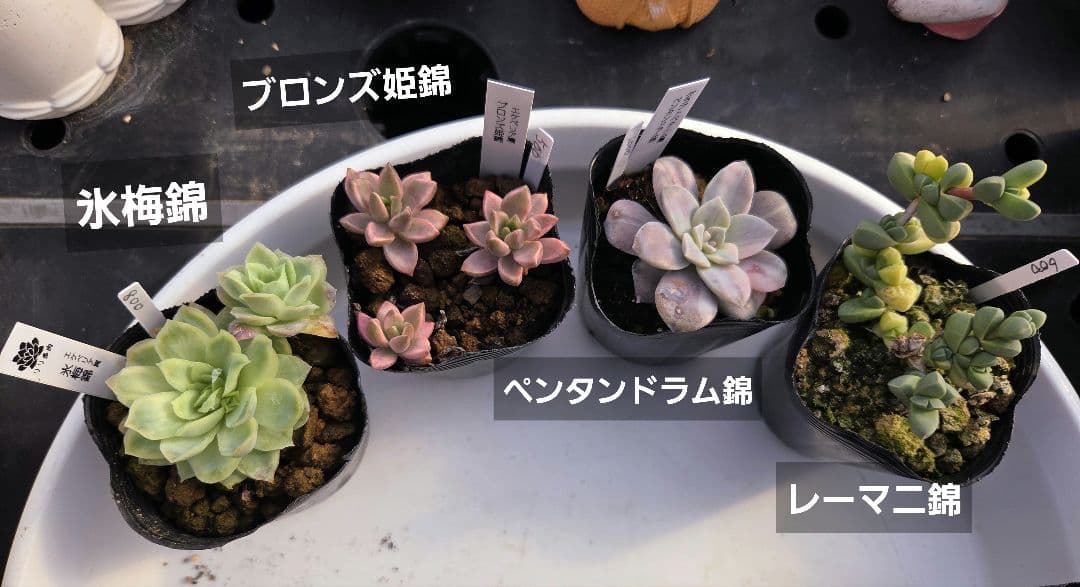 ➀新春初売りセット　錦１６個特売　抜き苗　多肉植物