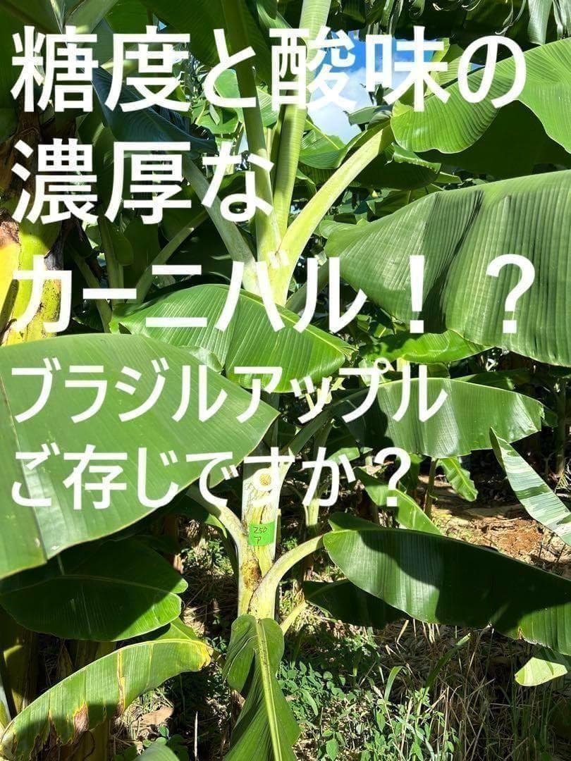 半額◆2m10cm超巨大苗◆糖度と酸味の饗宴◆ドワーフブラジルアップル・バナナ苗