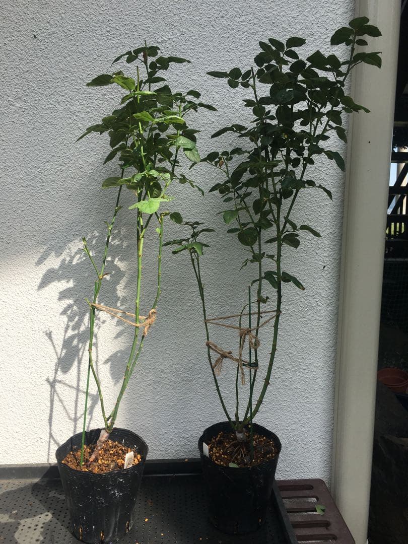 ひろココさま ご確認用 バラ苗木