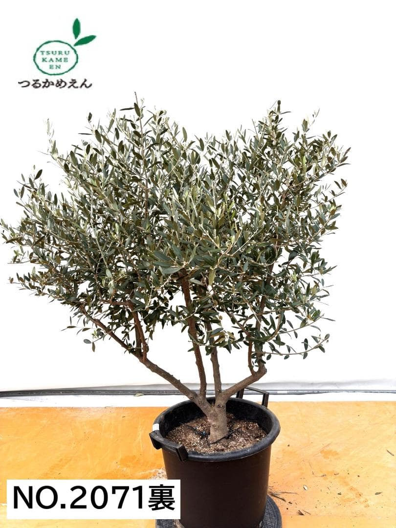 オリーブの木　ネバディロブランコ　約130cm　NO.2071　大型　人気　現品