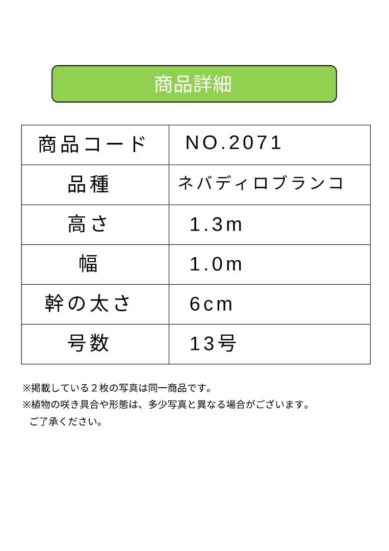 オリーブの木　ネバディロブランコ　約130cm　NO.2071　大型　人気　現品