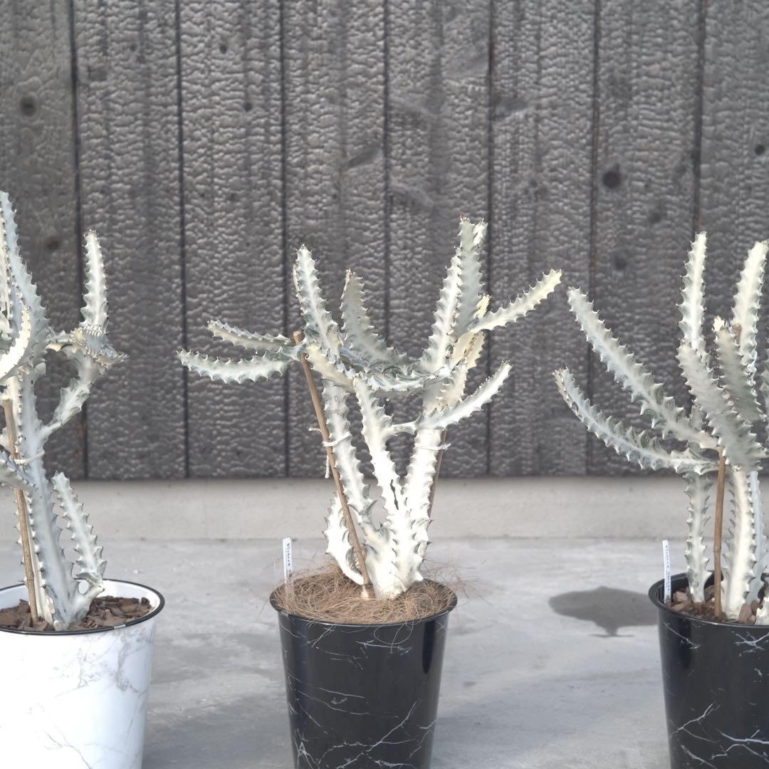 【美形状】ホワイトゴースト　多肉植物 観葉植物　サボテン　約70cm❶