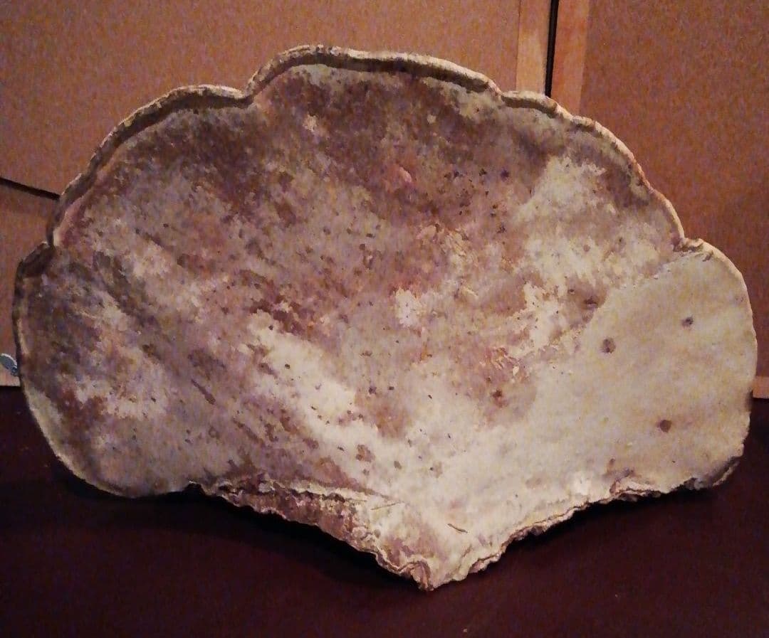 サルノコシカケ　観賞用　置物　オブジェ　昭和