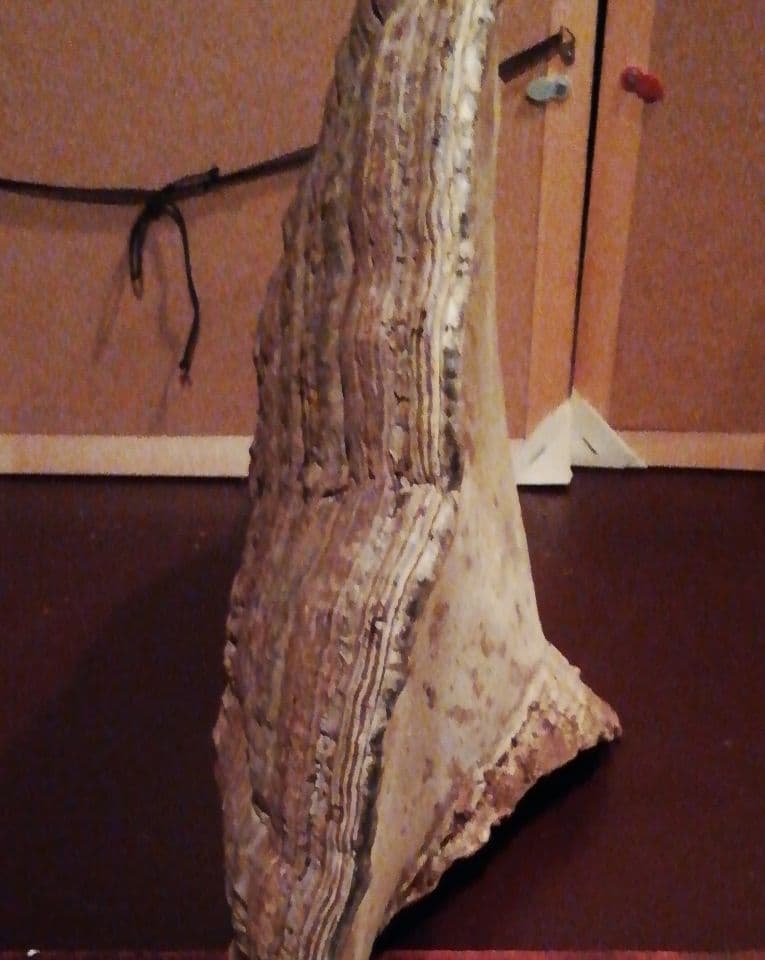 サルノコシカケ　観賞用　置物　オブジェ　昭和