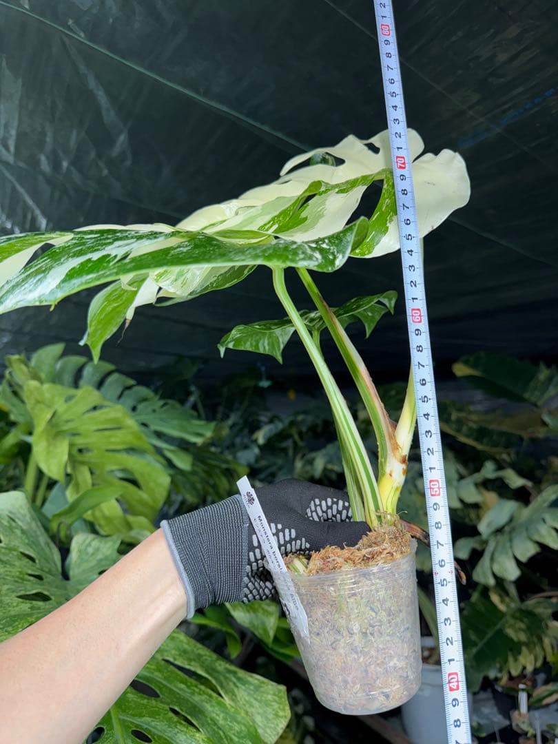 J3 モンステラ　ボルギシアナ　アルボ　ホワイトタイガー白斑　健康カット苗