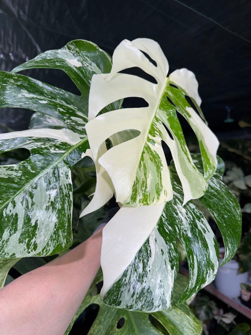 J3 モンステラ　ボルギシアナ　アルボ　ホワイトタイガー白斑　健康カット苗
