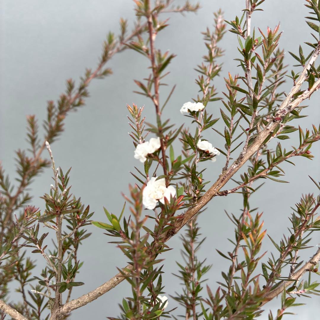 ギョリュウバイ　白花　八重