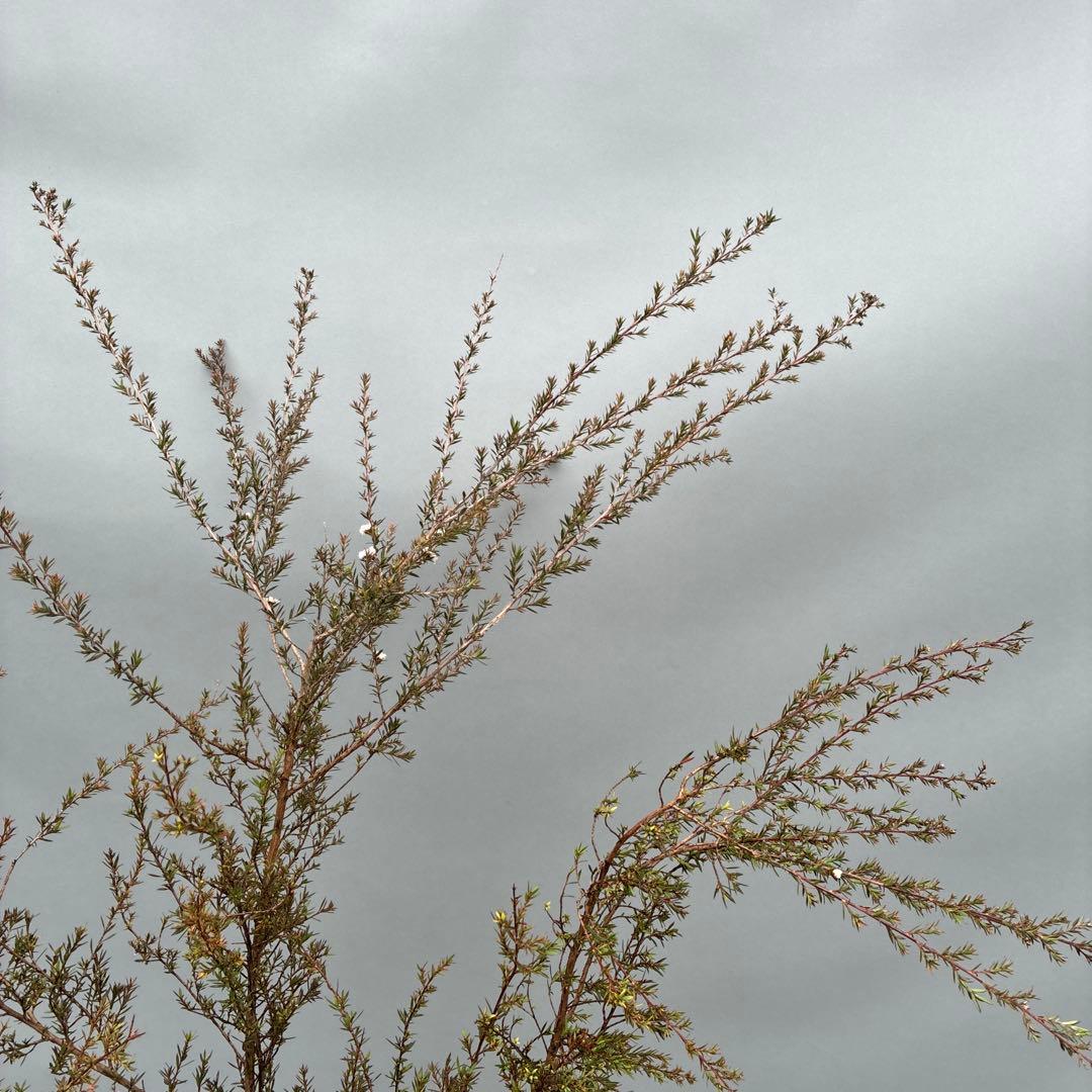 ギョリュウバイ　白花　八重