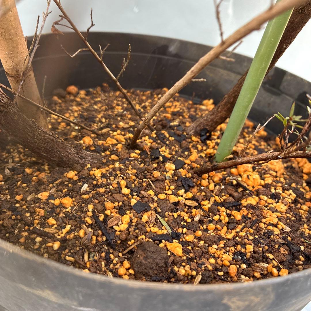 ギョリュウバイ　白花　八重