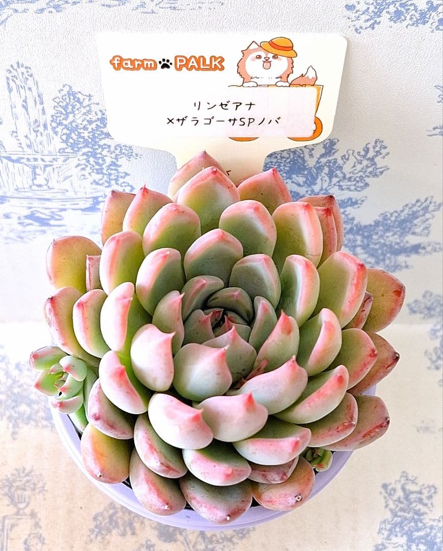 リンゼアナ×ザラゴーサspノバ札付きポットごとファームパルクさん苗