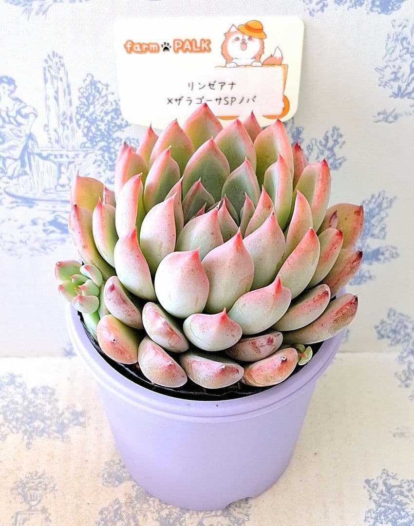 リンゼアナ×ザラゴーサspノバ札付きポットごとファームパルクさん苗