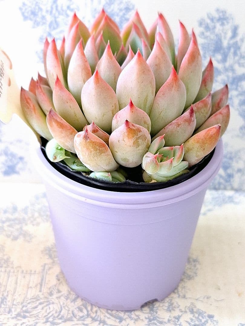 リンゼアナ×ザラゴーサspノバ札付きポットごとファームパルクさん苗